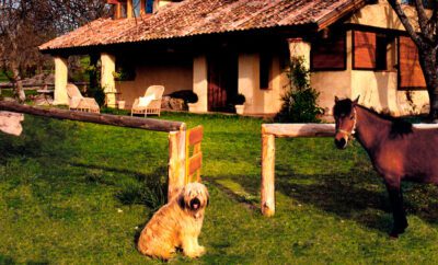 LAS CASAS DEL PALOMAR I y II